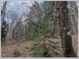 Slika_018.webp