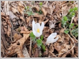 Slika_027.webp
