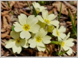 Slika_029.webp