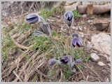 Slika_034.webp