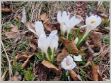 Slika_059.webp