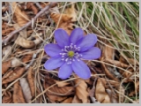 Slika_058.webp