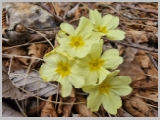 Slika_059.webp