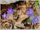 Slika_061.webp