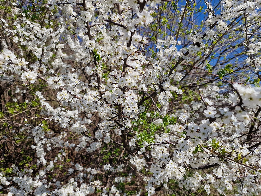 Tabor, 5. 4. 2026