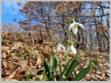 Slika_014.webp