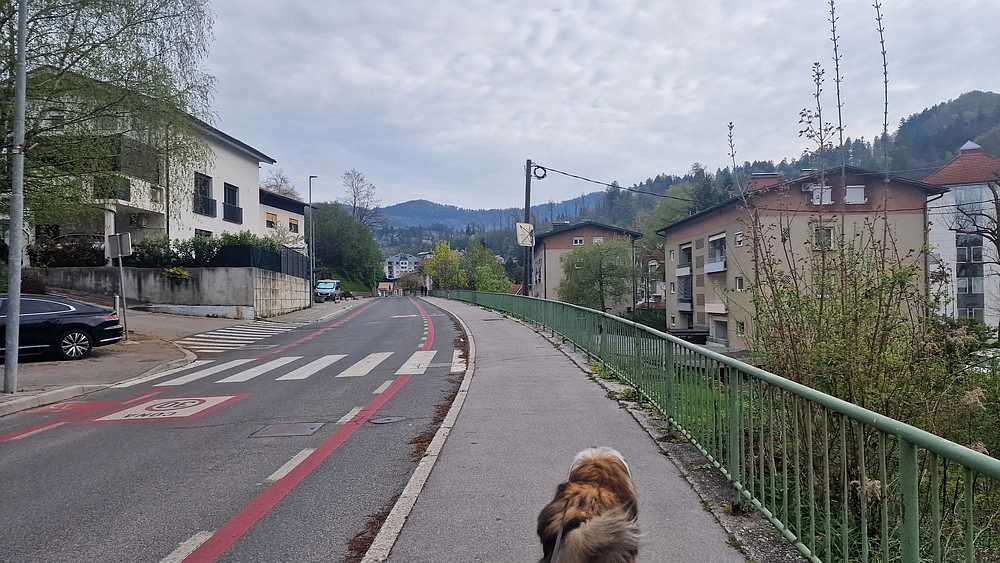 Javor, 14. 4. 2026