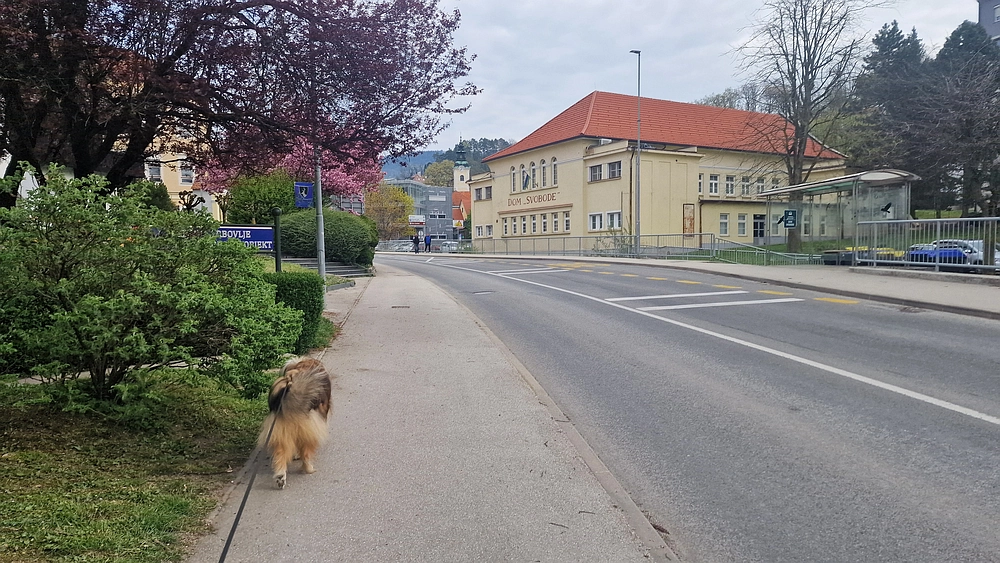 Javor, 14. 4. 2026