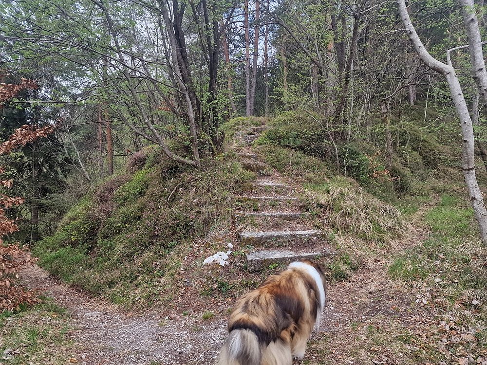 Javor, 14. 4. 2026
