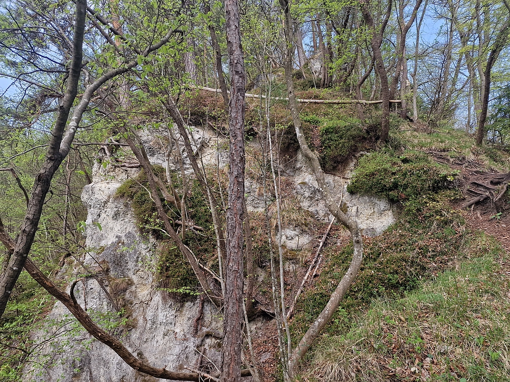 Javor, 14. 4. 2026