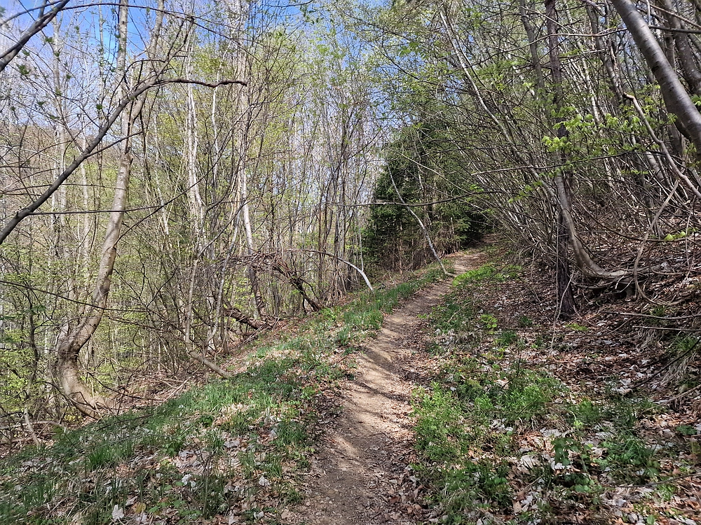 Javor, 14. 4. 2026