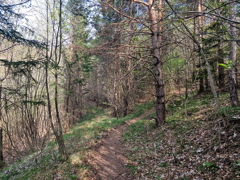 Javor, 14. 4. 2026
