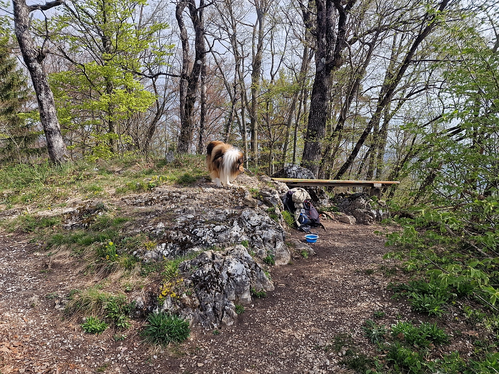 Javor, 14. 4. 2026