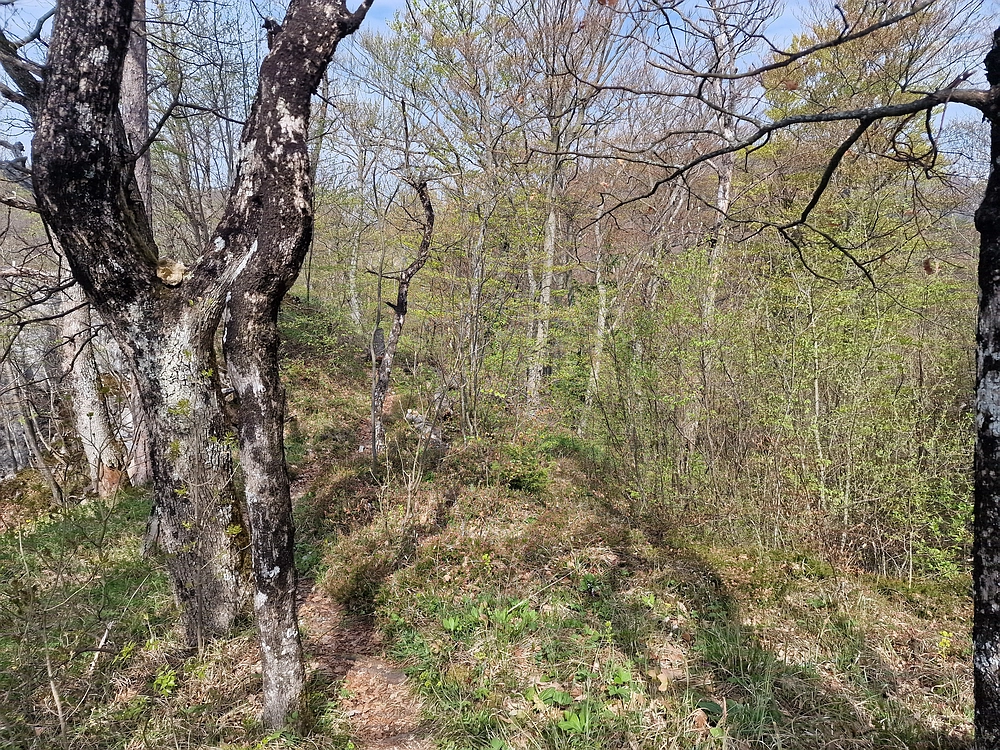 Javor, 14. 4. 2026