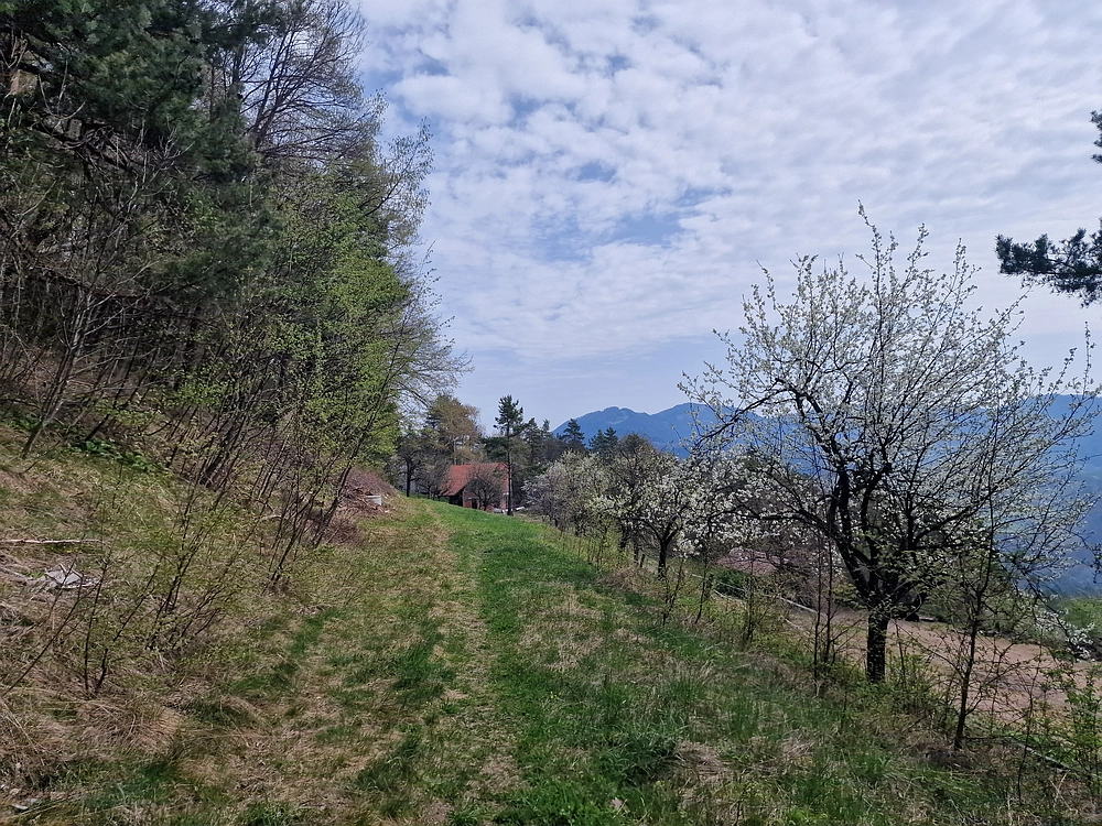 Javor, 14. 4. 2026
