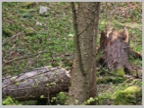 Slika_046.webp