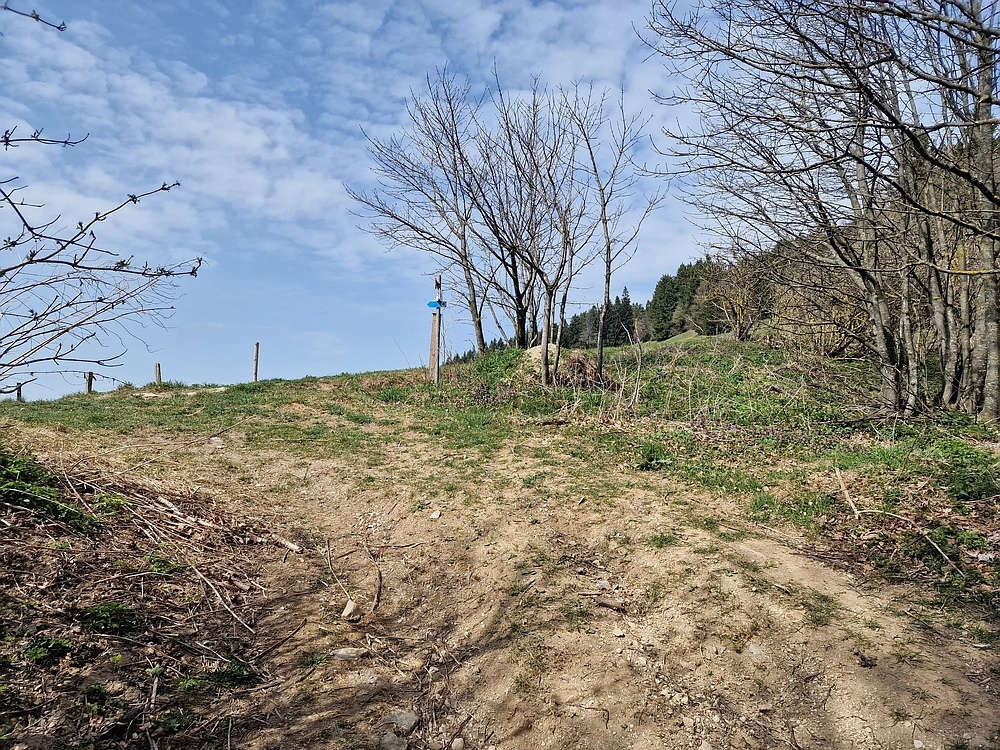 Javor, 14. 4. 2026
