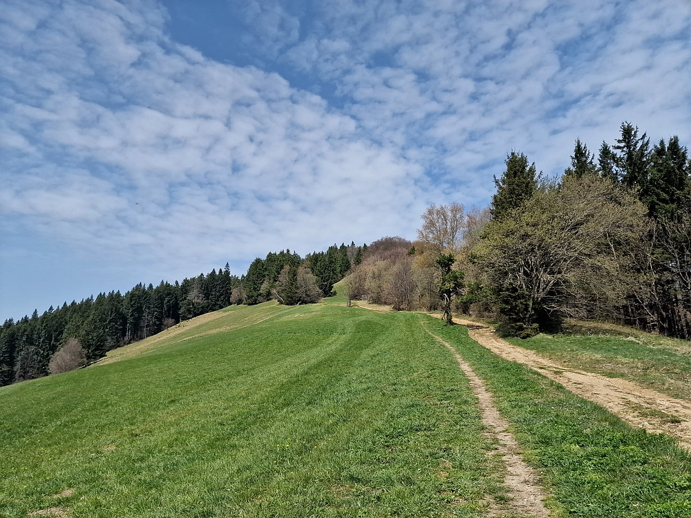 Javor, 14. 4. 2026