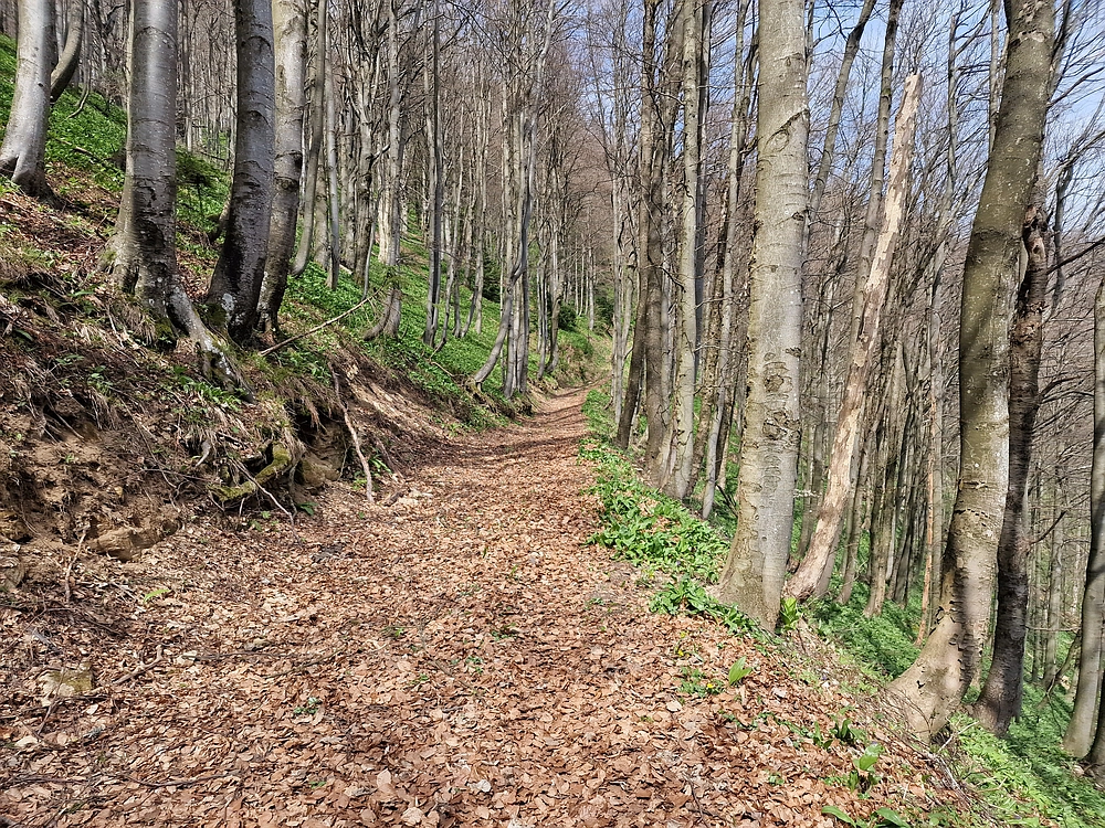 Javor, 14. 4. 2026