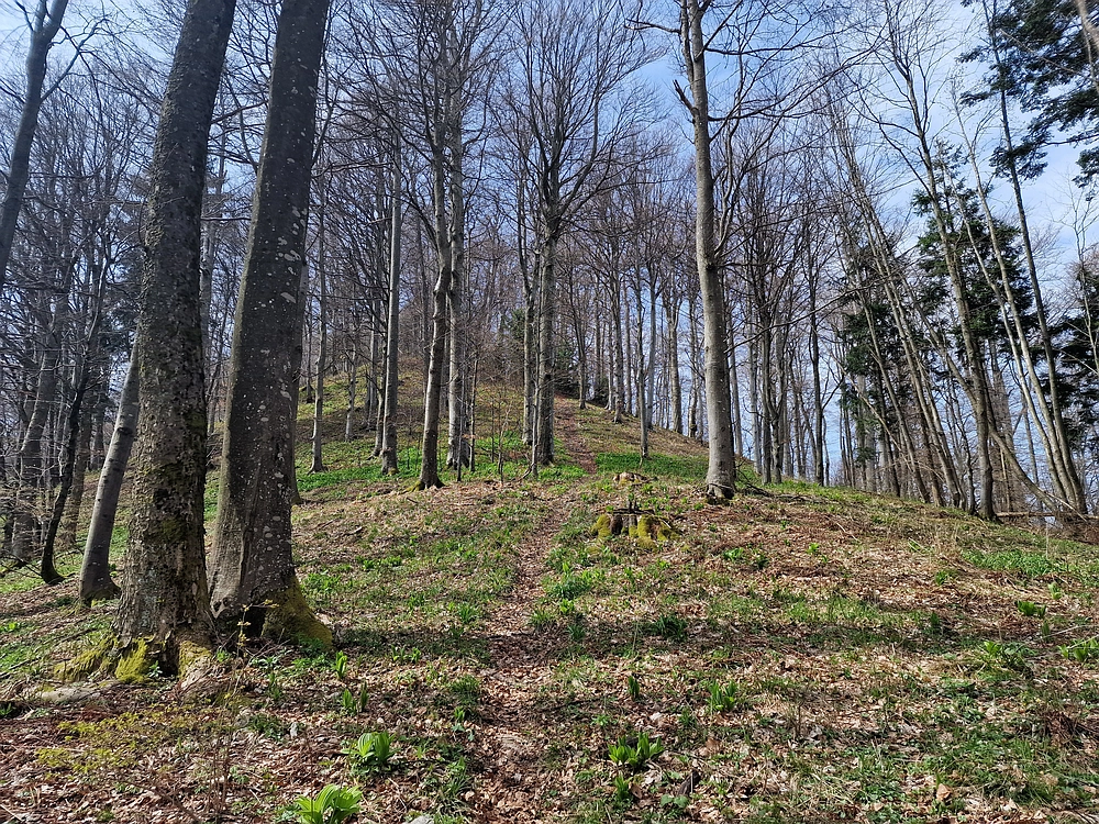 Javor, 14. 4. 2026