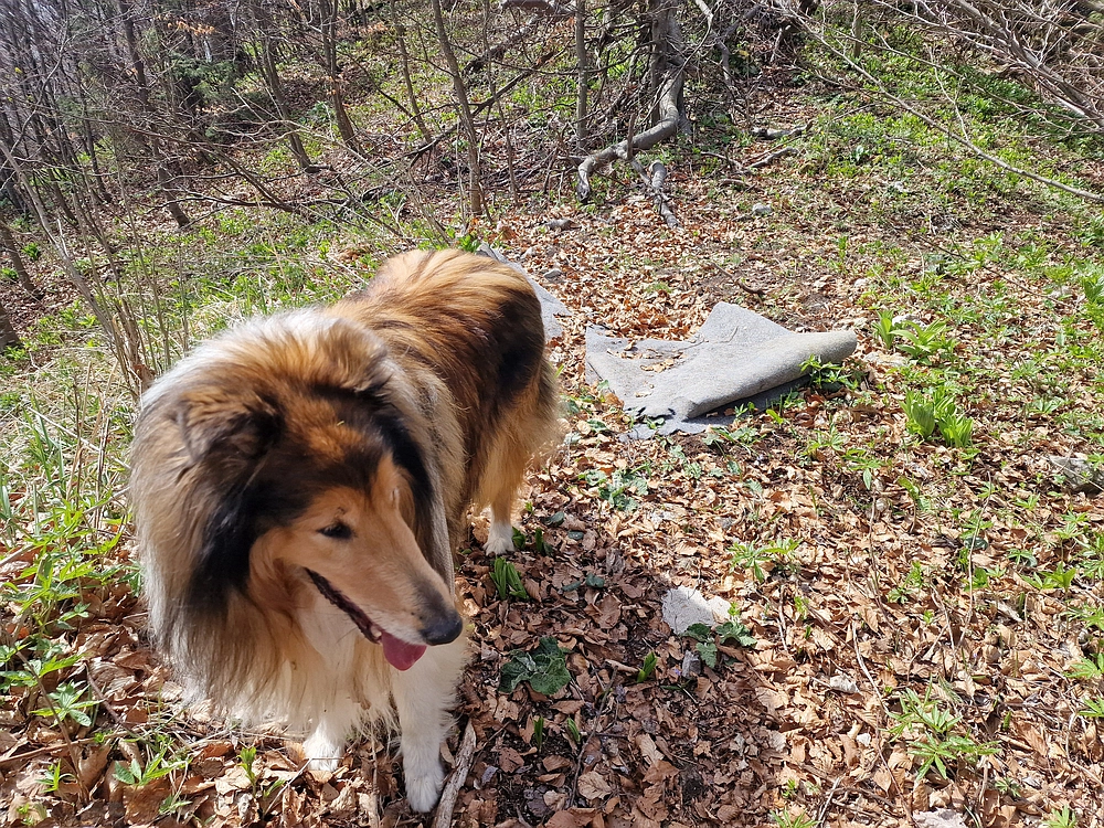 Javor, 14. 4. 2026