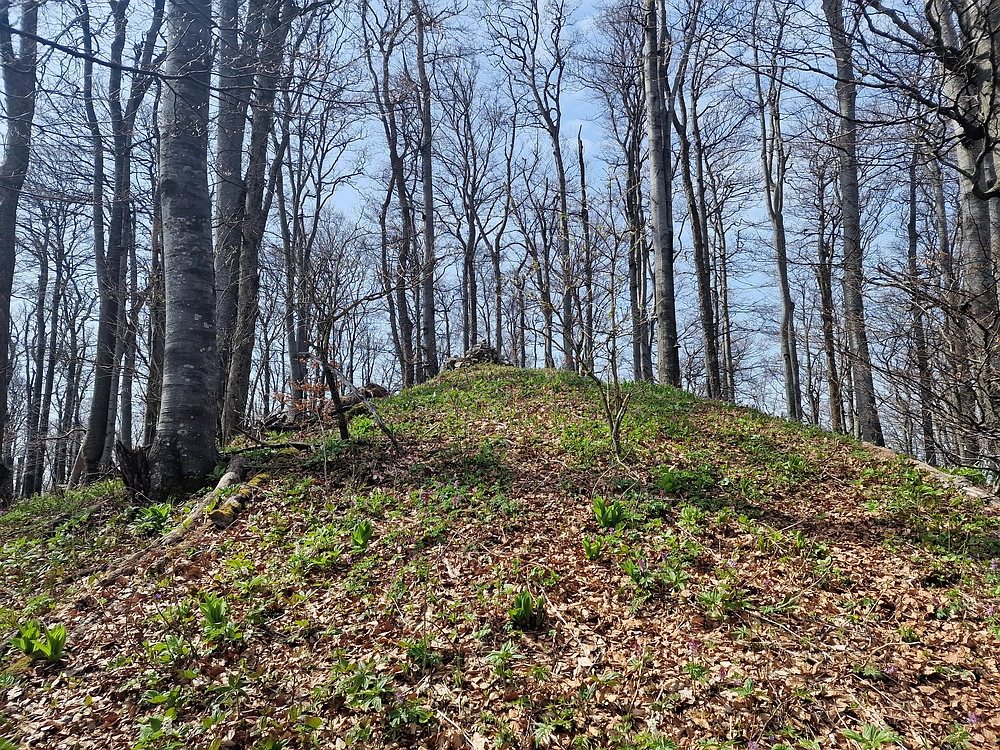 Javor, 14. 4. 2026