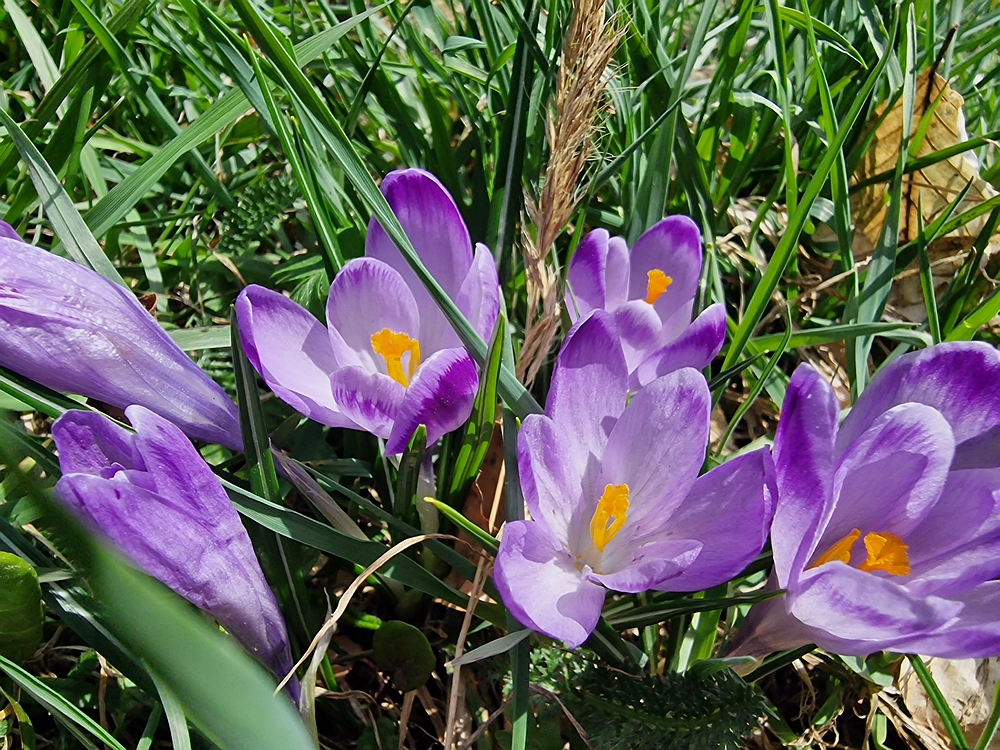 Javor, 14. 4. 2026