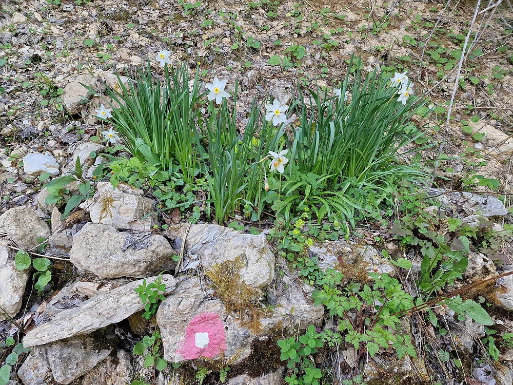 Malič, 18. 4. 2026
