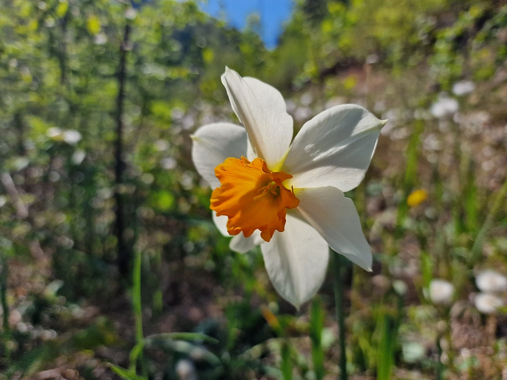 Malič, 18. 4. 2026