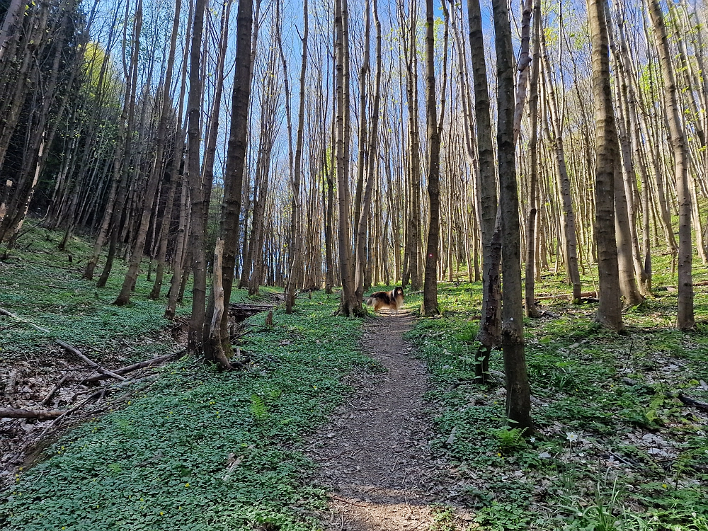Malič, 18. 4. 2026