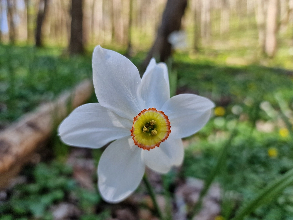 Malič, 18. 4. 2026