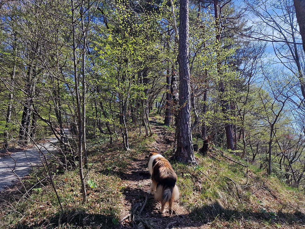 Malič, 18. 4. 2026