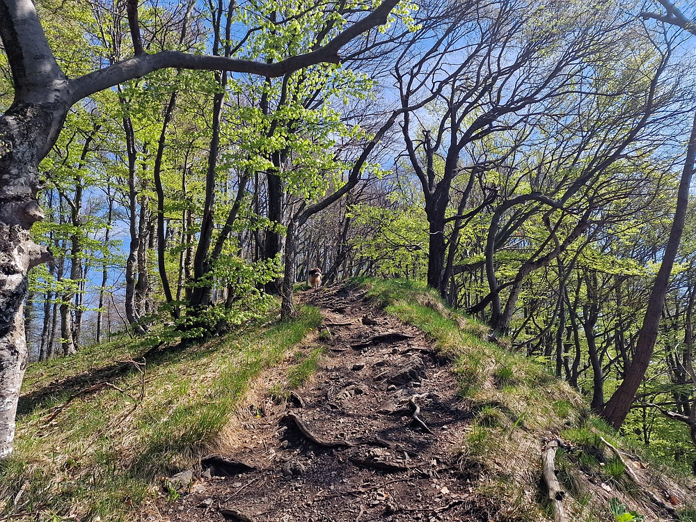 Malič, 18. 4. 2026