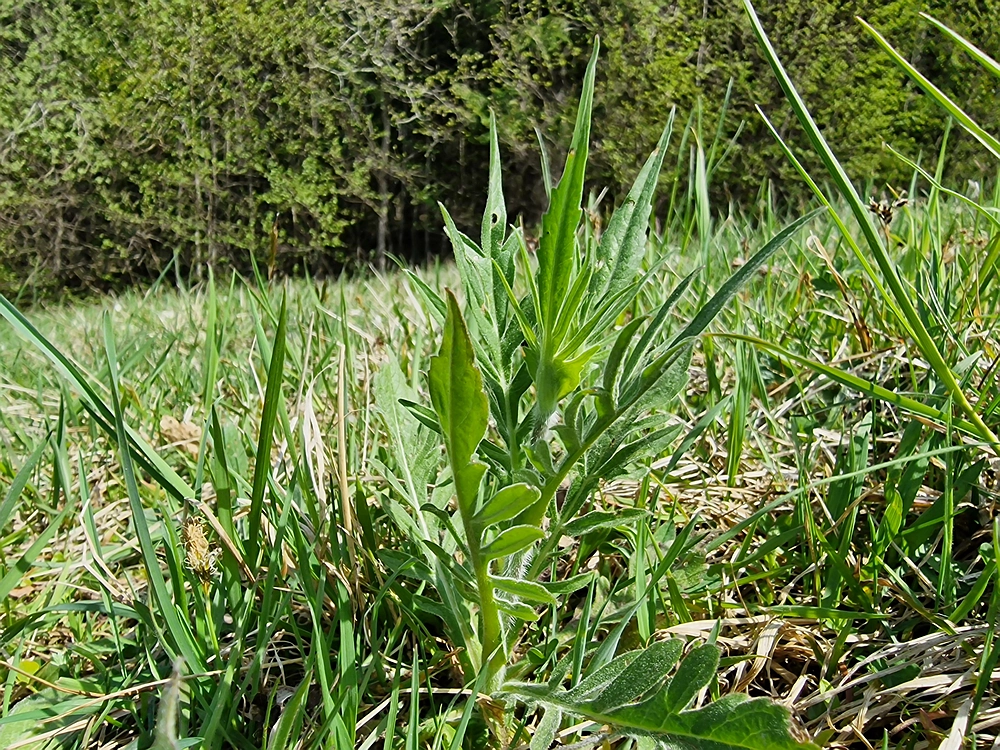 Malič, 18. 4. 2026