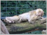 Wien_ZOO-030.webp