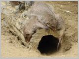 Wien_ZOO-040.webp