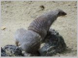 Wien_ZOO-041.webp