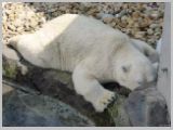 Wien_ZOO-058.webp