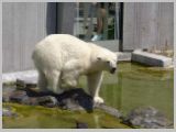 Wien_ZOO-059.webp