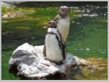 Wien_ZOO-070.webp