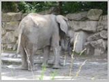 Wien_ZOO-078.webp