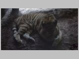 Wien_ZOO-124.webp