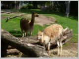 Wien_ZOO-127.webp