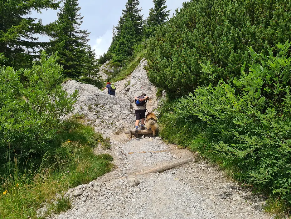 Slika je vidna v Google Chromu.