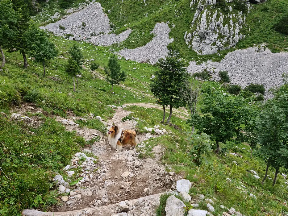 Slika je vidna v Google Chromu.