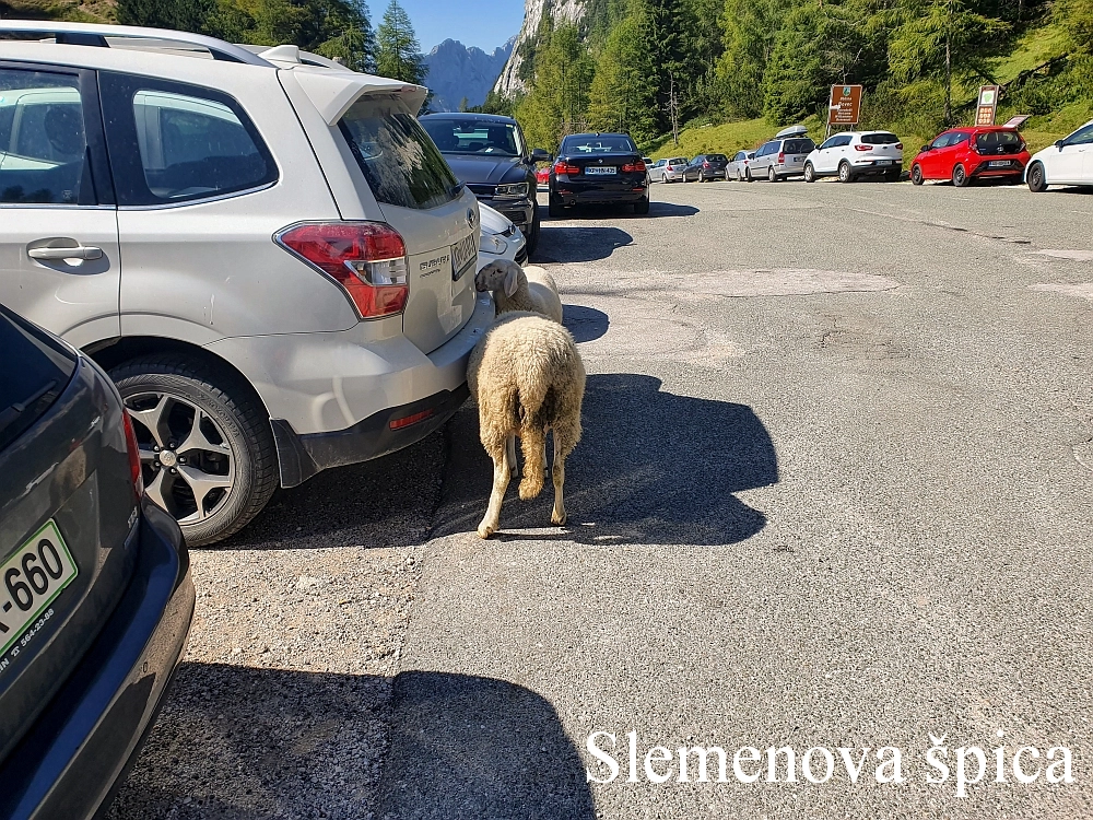 Slika je vidna v Google Chromu.