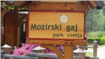 Mozirski_gaj_13_01.jpg